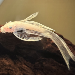 L144 Ancistrus lemon long fin blue eye - 5 - 6 cm