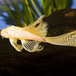 Ancistrus sp. gold long fin - 4 - 5 cm