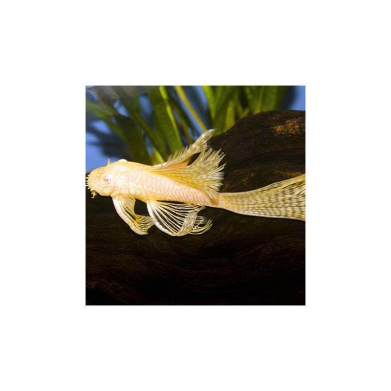 Ancistrus sp. gold long fin - 4 - 5 cm