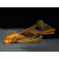 Ancistrus sp. lda 16 long fin - 3.5 - 5 cm