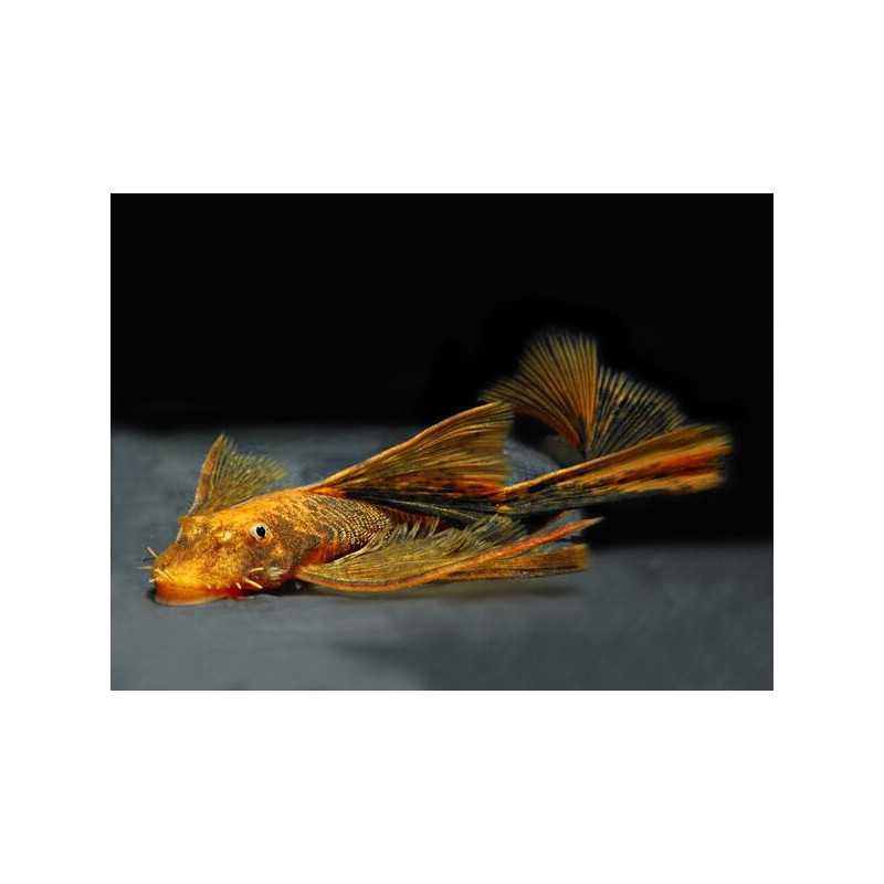 Ancistrus sp. lda 16 long fin - 3.5 - 5 cm