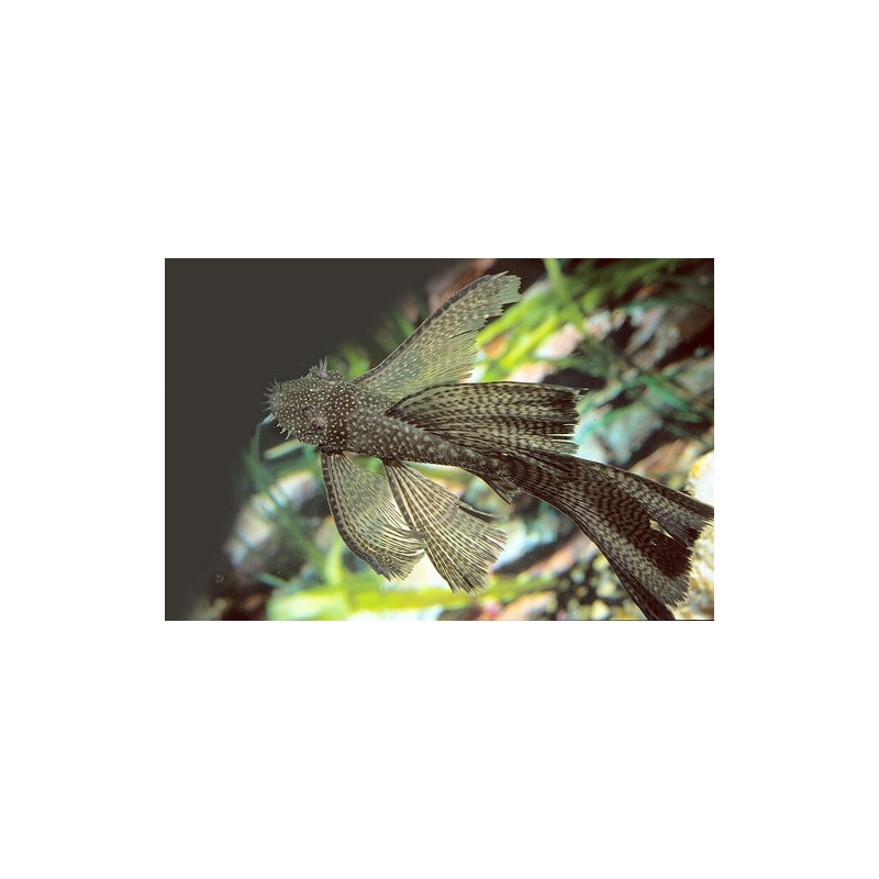 Ancistrus sp. long fin - 2.5 - 3 cm