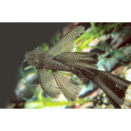 Ancistrus sp. long fin - 2.5 - 3 cm