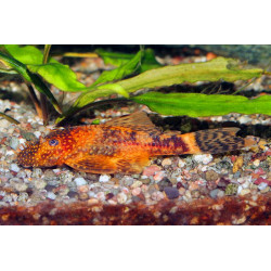 Ancistrus sp. red + black - 3 - 4 cm