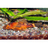 Ancistrus sp. red + black - 3 - 4 cm