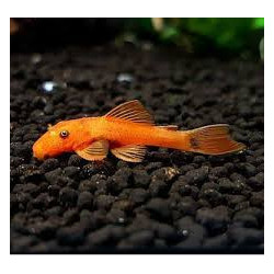 Ancistrus sp. super red - 4.5 - 5 cm