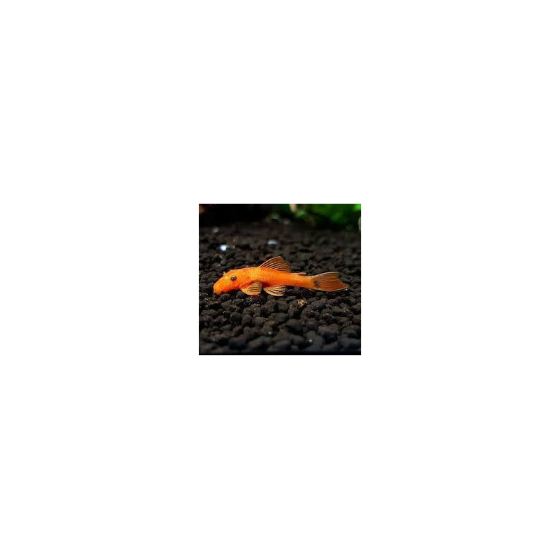 Ancistrus sp. super red - 4.5 - 5 cm