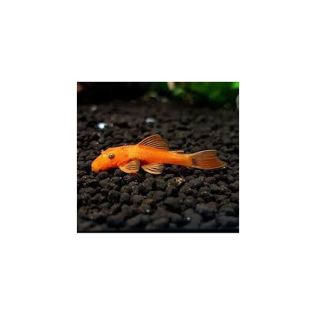 Ancistrus sp. super red - 4.5 - 5 cm