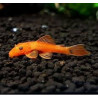 Ancistrus sp. super red - 4.5 - 5 cm