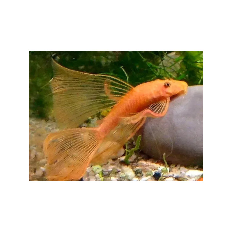 Ancistrus sp. super red long fin - 2.5 - 3 cm