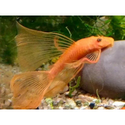 Ancistrus sp. super red long fin - 3 - 3.5 cm