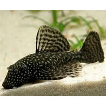 Ancistrus spec. - 2 cm