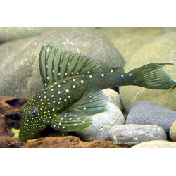 L128 Hemiancistrus sp. - 3 - 4 cm