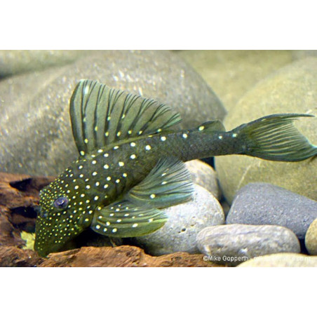L128 Hemiancistrus sp. - 3 - 4 cm