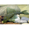 L128 Hemiancistrus sp. - 3 - 4 cm