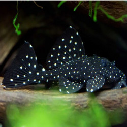 L240 Leporacanthicus galaxias - 6 - 8 cm