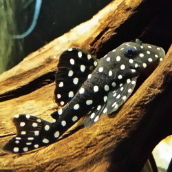 L471 Hypancistrus sp. - 3 - 3.5 cm