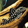 L471 Hypancistrus sp. - 3 - 3.5 cm