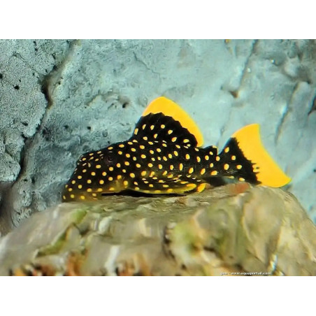 L018 Baryancistrus sp. golden nugget - 4 - 5 cm
