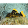 L018 Baryancistrus sp. golden nugget - 4 - 5 cm