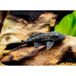 Hypostomus plecostomus - 10 cm