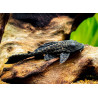 Hypostomus plecostomus - 10 cm