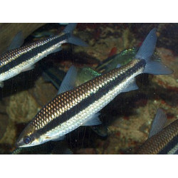 Anostomus taeniatus - 6 - 8 cm