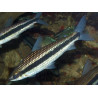 Anostomus taeniatus - 6 - 8 cm
