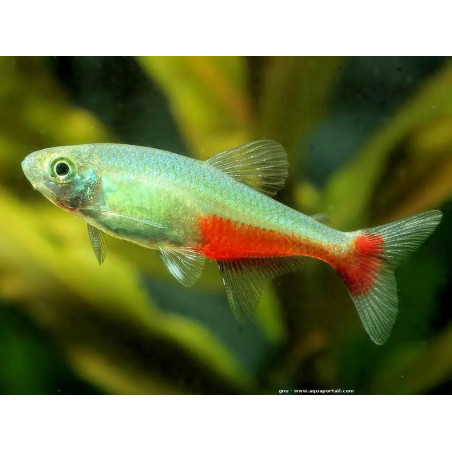 Aphyocharax rathbuni - 2.5 - 3.5 cm