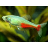 Aphyocharax rathbuni - 2.5 - 3.5 cm