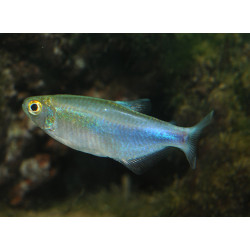Boehlkea fredcochui - 3 cm
