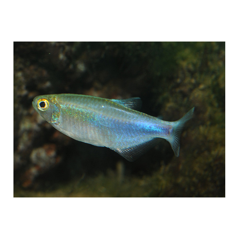 Boehlkea fredcochui - 3 cm