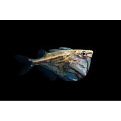 Carnegiella marthae - 2 cm