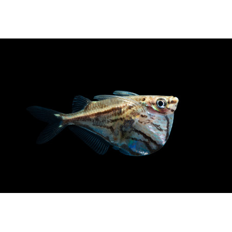 Carnegiella marthae - 2 cm
