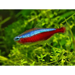 Cheirodon axelrodi  CB - 1.3 - 1.7 cm