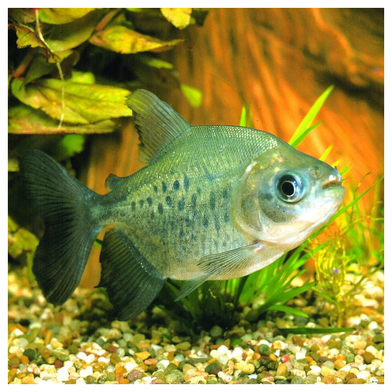 Colossoma brachypomum - 3 - 4 cm