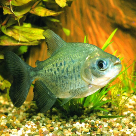 Colossoma brachypomum - 3 - 4 cm