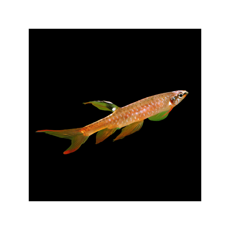 Copella arnoldi - 3.5 - 4 cm