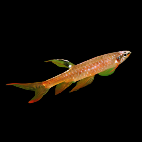 Copella arnoldi - 3.5 - 4 cm