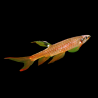 Copella arnoldi - 3.5 - 4 cm