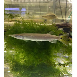Ctenolucius hujeta - 4 - 6 cm