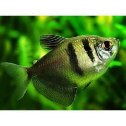 Gymnocorymbus ternetzi - 2.5 - 3 cm