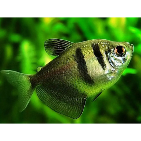 Gymnocorymbus ternetzi - 2.5 - 3 cm