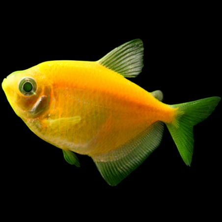 Gymnocorymbus ternetzi gold - min.  3 cm