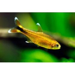 Hasemania nana marginata - 2.5 - 3 cm