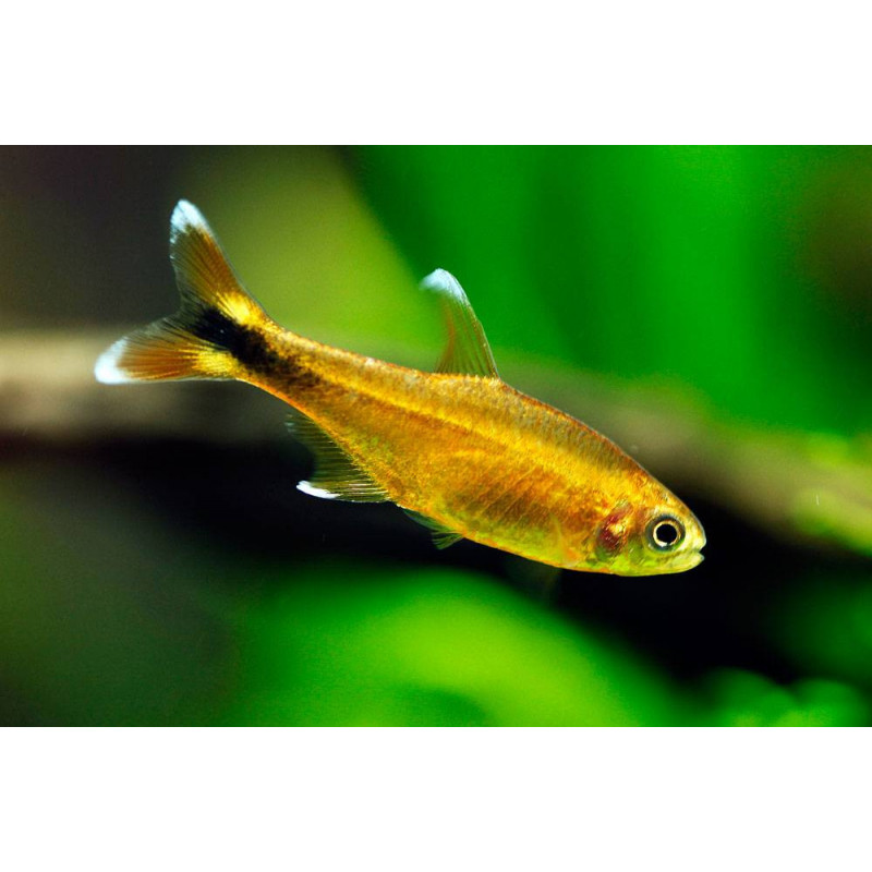 Hasemania nana marginata - 2.5 - 3 cm