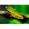 Hasemania nana marginata - 2.5 - 3 cm