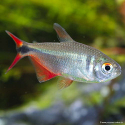 Hemigrammus caudovittatus - 3.5 - 4 cm