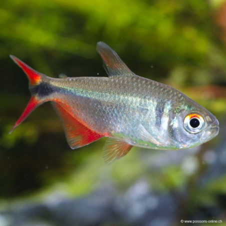 Hemigrammus caudovittatus - 3.5 - 4 cm