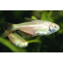 Hemigrammus caudovittatus gold - 3.5 - 4 cm
